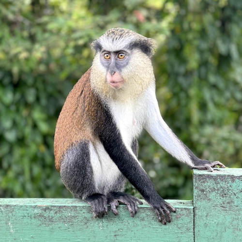 Mona monkey at Grand Etang Grenada